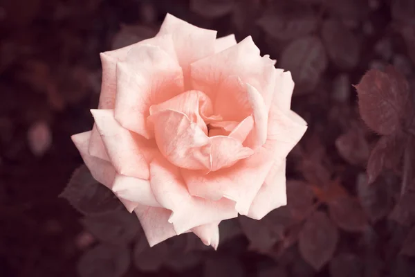 Fundo Com Flores Rosas Conceito Flores Primavera Para Design Natureza — Fotografia de Stock