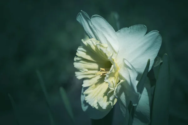 Fundo Com Flores Conceito Flores Primavera Para Design Natureza — Fotografia de Stock