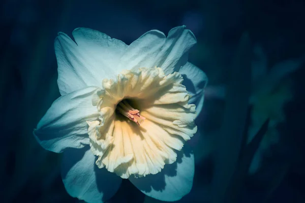 Fundo Com Flores Conceito Flores Primavera Para Design Natureza — Fotografia de Stock
