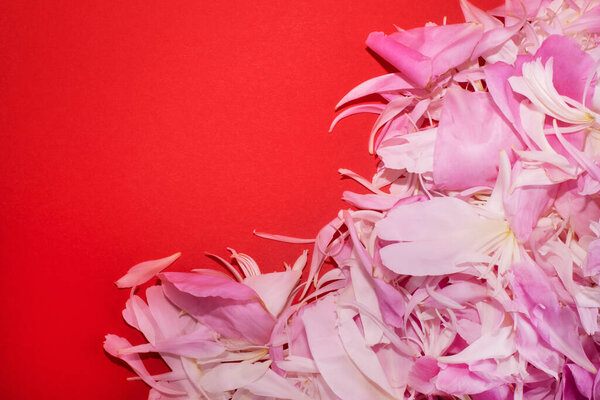 Red background with flower petals. Valentine's Day. Color palette. Fashion love