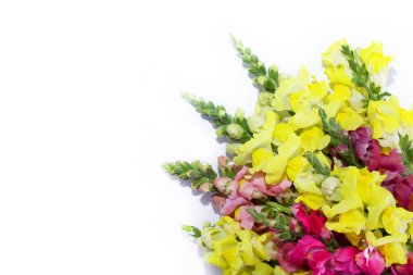 Güzel çiçekler. Beyaz arka planda izole edilmiş bir buket parlak çiçek. Boşluğu kopyala