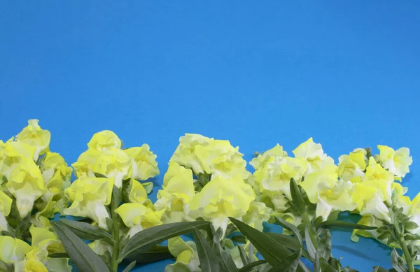 Hermosas Flores Amarillas Ramo Flores Brillantes Sobre Fondo Azul Copiar — Foto de Stock
