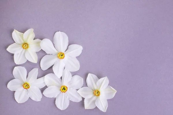 Hermosas Flores Narciso Blanco Sobre Fondo Gris Copiar Espacio Flores — Foto de Stock