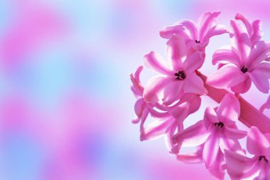 Bahar pembe çiçekleri. Coğrafya çiçekleri