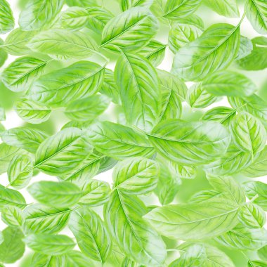 Kusursuz desenler. Taze fesleğen yaprakları, baskı, kağıt, mutfak tasarımı, kumaş, kafe dekorasyonu, ambalaj, arka plan, menüler, reklamcılık için dokular. Basil