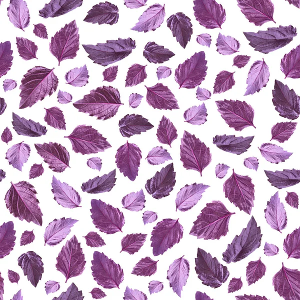 Seamless patterns. Fresh basil leaves, textures for printing, paper, kitchen design, fabric, cafe decor, packaging, backgrounds, menus, advertising. Basil