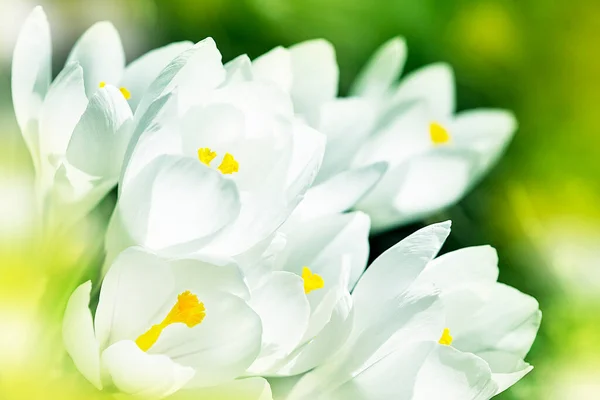 Krokusse Frühling Frühlingsblumen Ein Einsamer Krokus Ein Strauß Krokusse Eine — Stockfoto