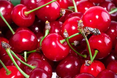 Yapraklı ve saplı bir sürü kiraz. Büyük bir taze kırmızı kiraz koleksiyonu. Olgun kiraz arkaplanı.