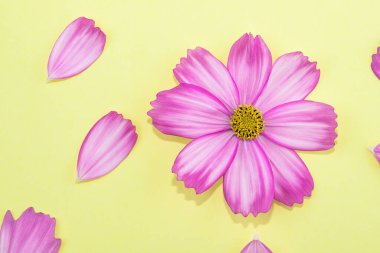 Yaratıcı, minimum düz çizim kompozisyonu. Sarı arka planda pembe çiçekler. Yaratıcı soyut arka plan sanatı.
