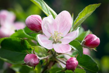 Bir elma ağacının çiçekleri ve tomurcukları güneşli bir havada bulanık bir arka planda, bahar arka planında. Baharda güzel bir bahçe