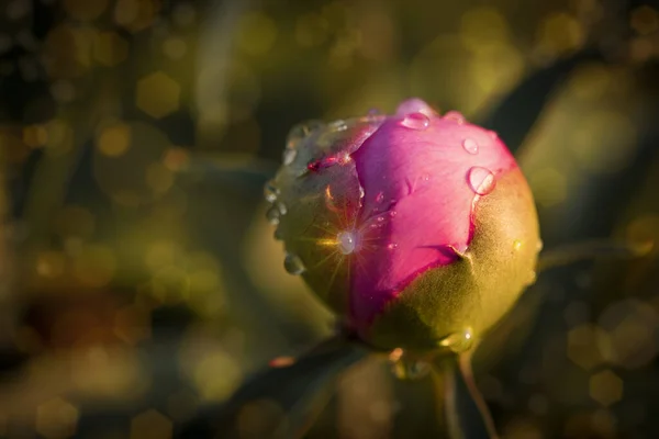 Pembe Şakayık Çiçeklerine Yakın Çekim Güzel Şakayık Tomurcuk Çiçeği Bahar — Stok fotoğraf