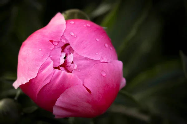 Nahaufnahme Von Rosa Pfingstrosen Blüten Schöne Pfingstrose Knospe Blume Frühlingshintergrund — Stockfoto