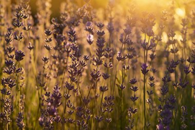 Mor lavanta tarlasında gün batımı. Valensole, Provence, Fransa 'daki lavanta tarlaları. Lavanta yakın çekim