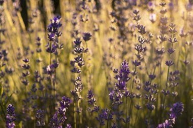 Mor lavanta tarlasında gün batımı. Valensole, Provence, Fransa 'daki lavanta tarlaları. Lavanta yakın çekim