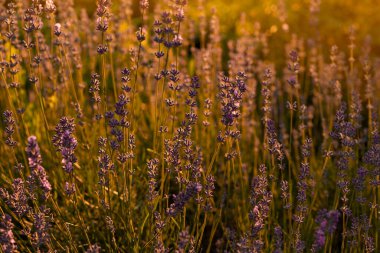 Mor lavanta tarlasında gün batımı. Valensole, Provence, Fransa 'daki lavanta tarlaları. Lavanta yakın çekim