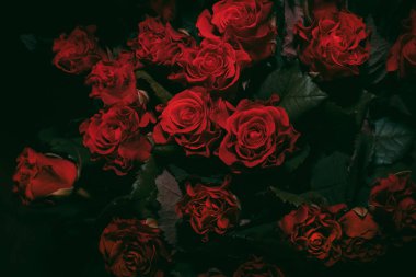 Koyu arkaplanda gül çiçekleri ve yapraklardan oluşan yaratıcı bir düzen. Düz yatıyordu. Çiçekli kartpostal. Doğanın moda dekoratif tasarımı.