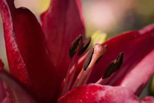 写真の庭の美しさの庭のユリ 花の壁紙 ユリの美しい花の妖精 — ストック写真