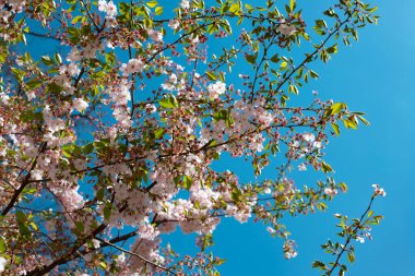 Bahar bahçesi. Bahçede çiçek açan ağaçlar. Parlak renkli bahar çiçekleri. Doğa. Arka plan. Makro