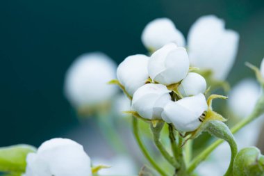 Bahar bahçesi. Bahçede çiçek açan ağaçlar. Parlak renkli bahar çiçekleri. Doğa. Arka plan. Makro