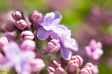 Yaz çiçekleri, kartlar için parlak, güzel bir arka plan. Çiçekli leylak, yakın çekim.