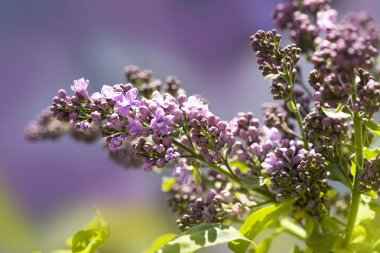 Yaz çiçekleri, kartlar için parlak, güzel bir arka plan. Çiçekli leylak, yakın çekim.