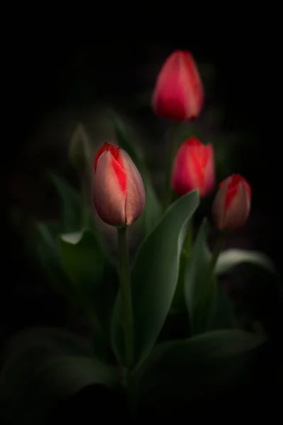 Bela Foto Uma Tulipa Tulipa Brilhante Flor Tulipa Papagaio Brilhante — Fotografia de Stock