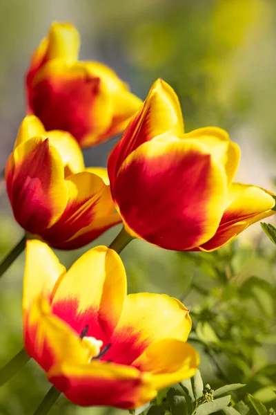 Hermosa Foto Tulipán Tulipán Brillante Flores Tulipán Loro Brillante Flor — Foto de Stock