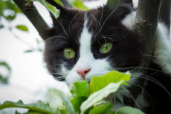 Domestic Cat Green Eyes Gray Background Cat Street Angry Cat — Stock Photo, Image