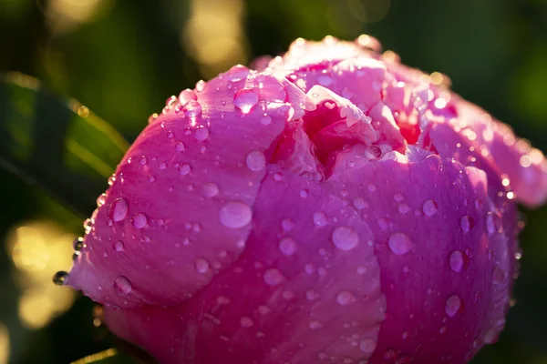 Flores Peónia Orvalho Cai Botões Coloridos Brilhantes Flores Primavera Fundo — Fotografia de Stock