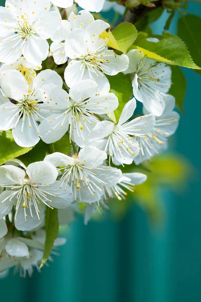 Floreciente Rama Cerezo Flores Primavera Colores Brillantes Brotes Fondo Primavera — Foto de Stock