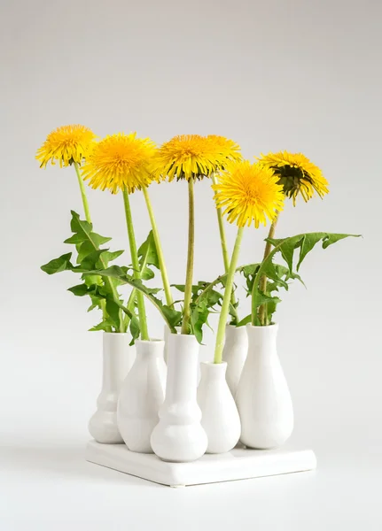 Dente-de-leão, vaso branco — Fotografia de Stock