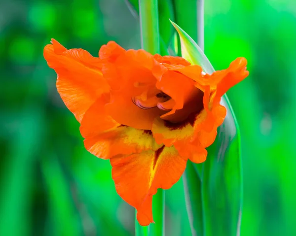 Gladiolus narancssárga virágok — Stock Fotó