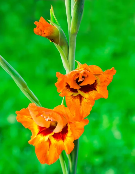 Orange gladiolus flowers — Stock Photo, Image
