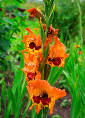 Turuncu Glayöl çiçek