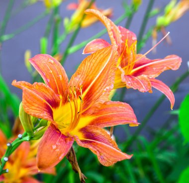 Turuncu zambak çiçekleri