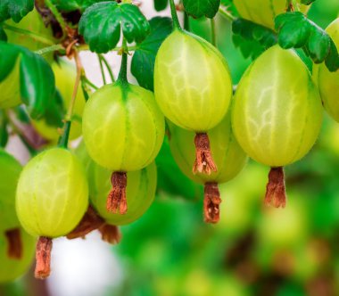 bektaşi üzümü meyve dalı