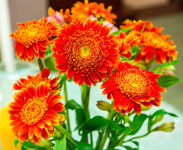 Orange gerbera blommor — Stockfoto