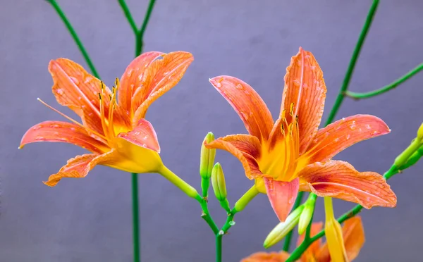 Narancssárga liliom virágok — Stock Fotó