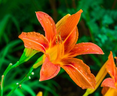 Turuncu zambak çiçekleri