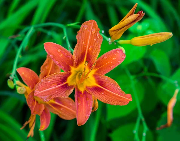 Narancssárga liliom virágok — Stock Fotó