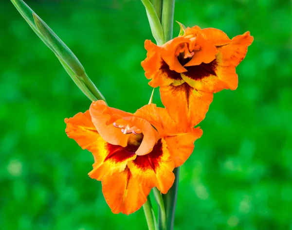 Gladiolus narancssárga virágok — Stock Fotó