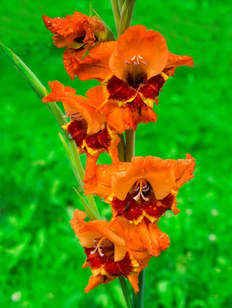 Gladiolus narancssárga virágok — Stock Fotó