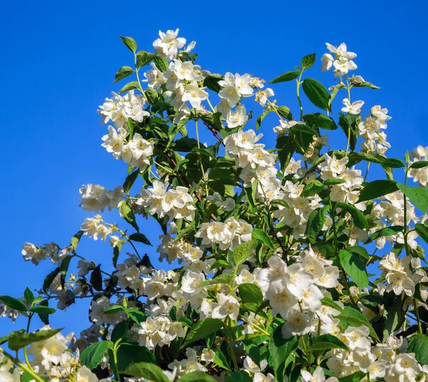 Jasminblüten, Sternenhimmel — Stockfoto
