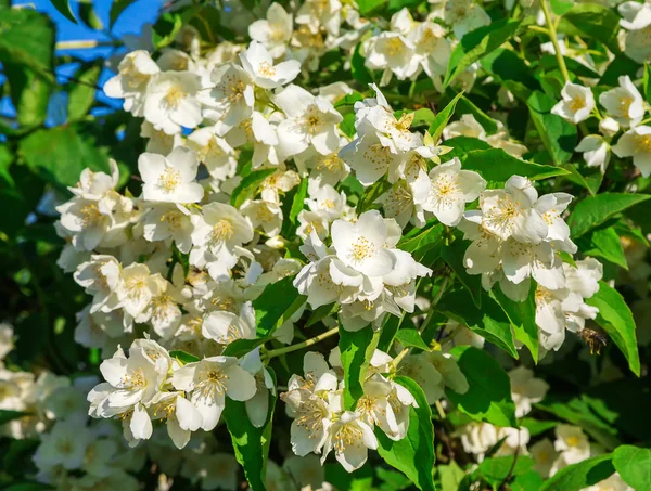 Jasminblüten, Sternenhimmel — Stockfoto