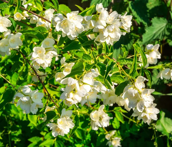 Zarte Jasminblüten — Stockfoto