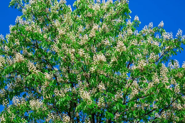 Kastanienblüten, blühend — Stockfoto