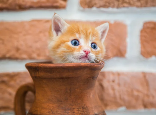 Gatinho de gengibre, curiosidade — Fotografia de Stock