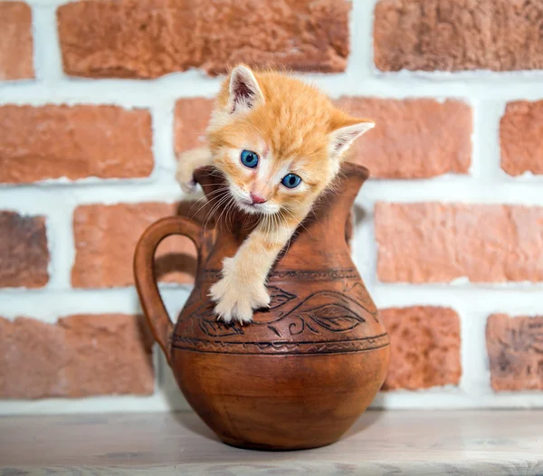 Gatinho de gengibre, curiosidade — Fotografia de Stock