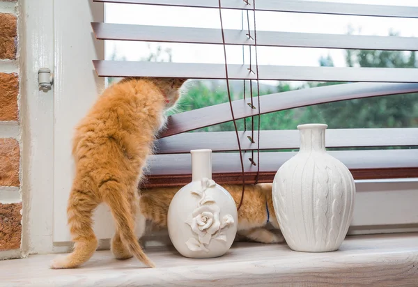 Kätzchen schaut aus dem Fenster — Stockfoto