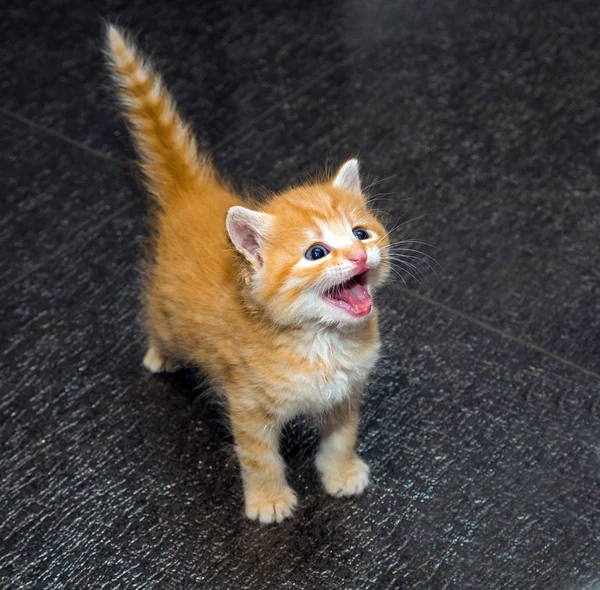 Tatlı kızıl kedi yavrusu. — Stok fotoğraf